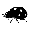 Ladybugs ｜ Insects ｜ Icons ｜ Illustrations ｜ Free Materials ｜ Transparent Background