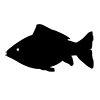 Fish ｜ Fish ―― Icon ｜ Illustration ｜ Free material ｜ Transparent background