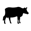 Cow ｜ Cow ―― Icon ｜ Illustration ｜ Free material ｜ Transparent background