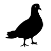 Pigeon ｜ Dove --Icon ｜ Illustration ｜ Free material ｜ Transparent background